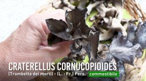 Conoscere i Funghi: Craterellus cornucopioides [ COMMESTIBILE ]