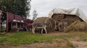 ВОСКРЕСНЫЕ НОВОСТИ ТЕЛЁНОК ОСЛИКИ И ПЁС