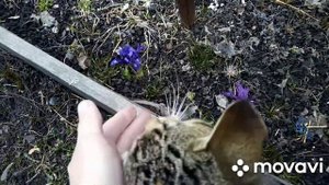 ?Ирисы луковичные. Небольшой эксперимент.....