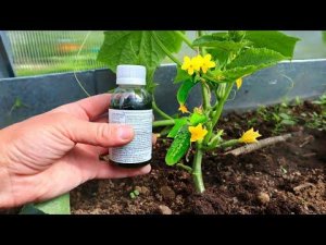 Покупаю в аптеке кальций для огурцов и томатов за копейки! Об этом еще никто не знает.