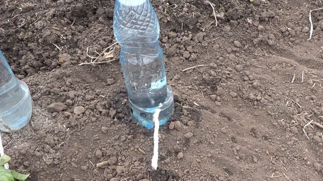 Капельный полив из бутылки - равномерный полив 30 дней