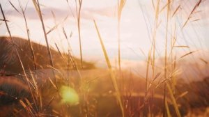 Отговорила роща золотая | Есенин | поэзия | стихотворение про осень и природу