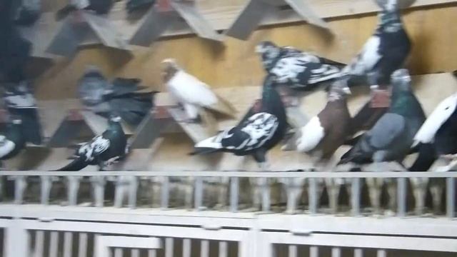 Свердловские высоколётные 03.12.2017 год. Заводчик Цыганков Г.Б.