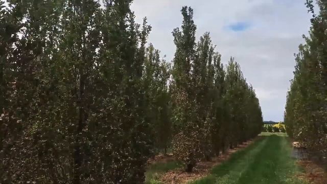 Quercus robur 'Fastigiata' смотреть онлайн