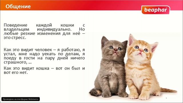 Коррекция нежелательного поведения кошек