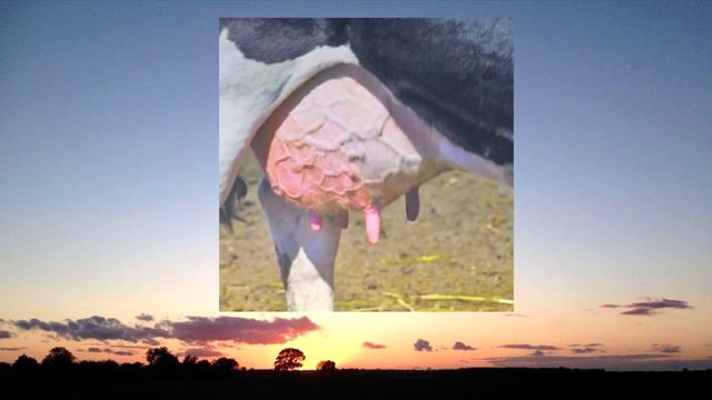 The Dairy Industry in 60 seconds (NON-GRAPHIC)