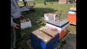 семья вошла в ройку противороевой прием без ослабления семьи