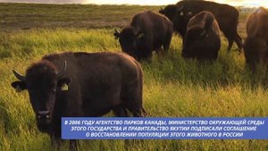 Как бизоны сохраняют мерзлоту в Якутии