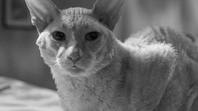 Хозяева кормили кошку лишь макаронами и не ухаживали за ней.Она нужна была только для разведения