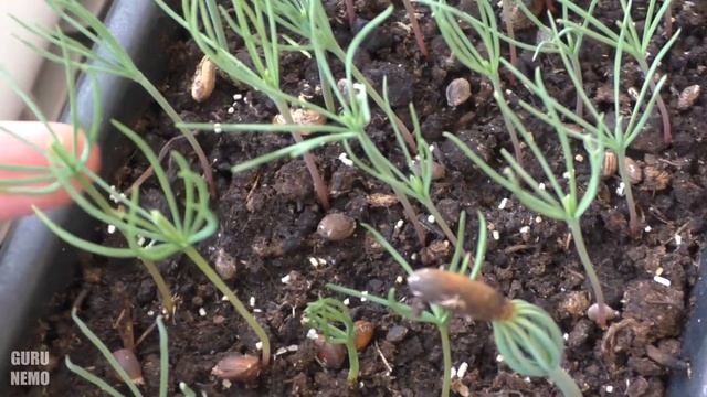 Pinus longaeva, pinus gerardiana, pínus jeffreyi, pinus torreyana, pinus ponderosa, pínus palustris смотреть онлайн