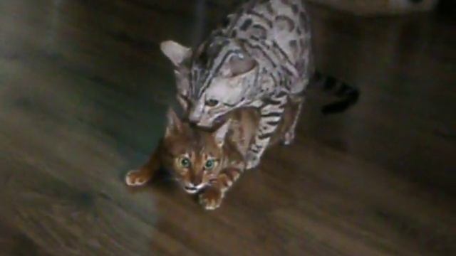 Вязка кота с кошкой. Порода бенгальская
