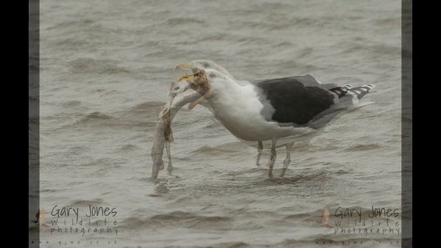 Seagull swallows a dogfish in one gulp смотреть онлайн