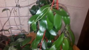 Обзор комнатных растений.