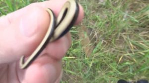 Веретеница молодь Anguis fragilis 20190603