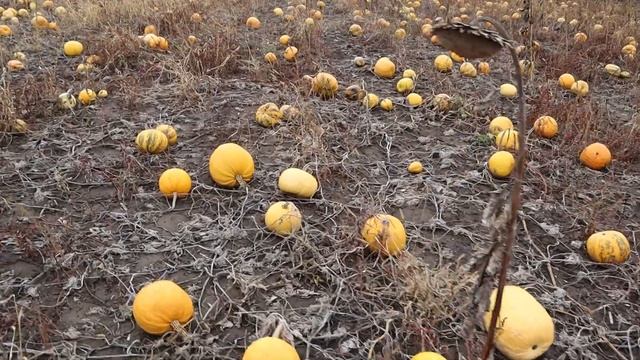 ОГЛЯД ГАРБУЗОВОГО ПОЛЯ. СОРТ ДАНКА-ПОЛЬКА смотреть онлайн