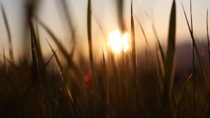 Ambient. Королевская Музыка. Весна.