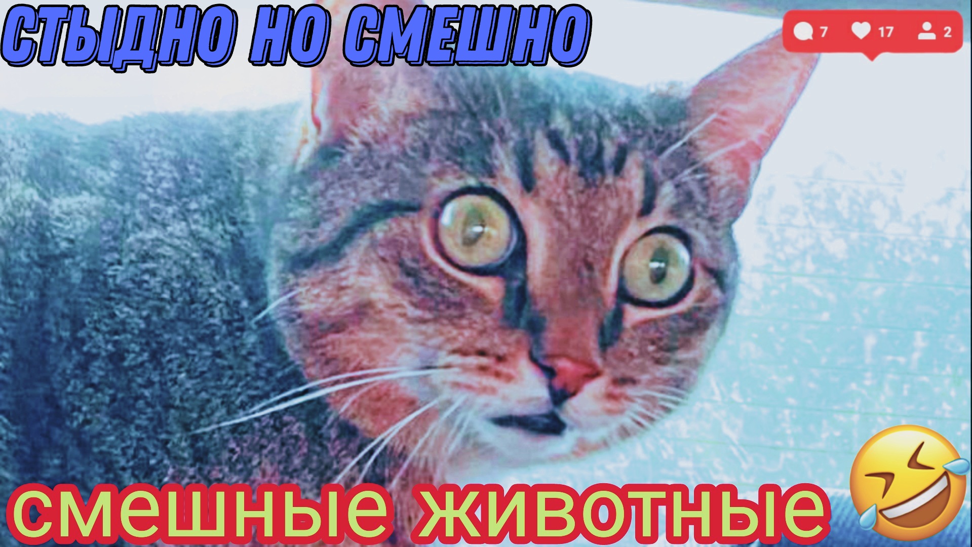 приколы про животных, наши смешные питомцы.