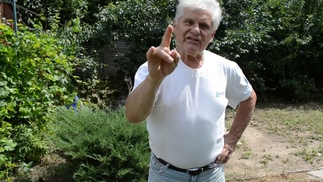 Подкармливаем Жимолость летом смотреть онлайн