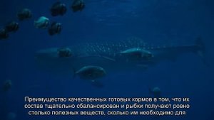 Уход за рыбкой-петушком