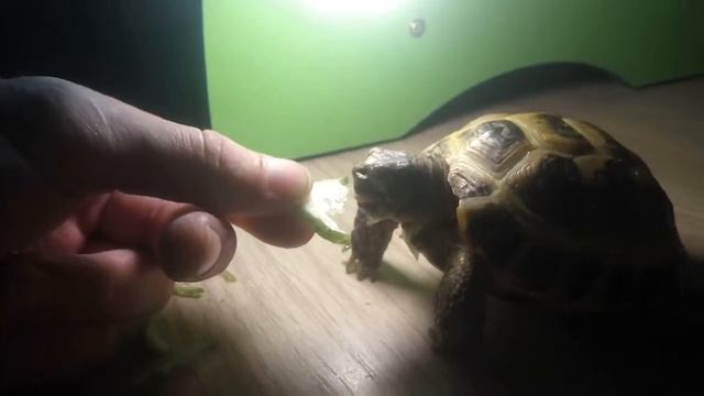 Чем кормить Сухопутных черепах кушает смотреть онлайн