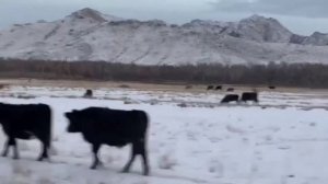 Морен (Республика Тыва)