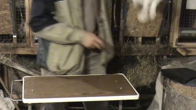 Разведение строкача на моей ферме