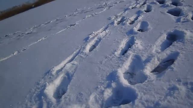 Ловля на косынки зимой с сигнализатором смотреть онлайн