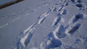 Ловля на косынки зимой с сигнализатором