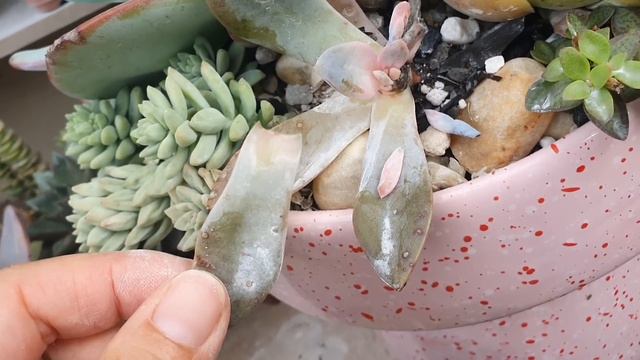 10 dias FORA suculentas sozinhas na temporada de chuvas смотреть онлайн