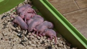 УБОРКА У НОВОРОЖДЕННЫХ КРЫСЯТ