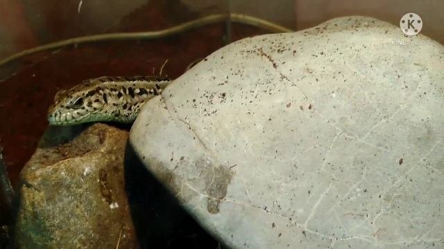 Чем нельзя кормить прытких ящериц! Прыткие ящерицы. содержание прытких ящериц