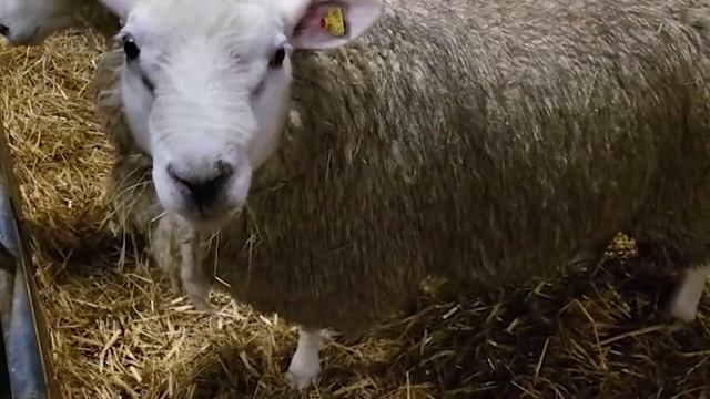 Племенные овцы породы ТЕКСЕЛЬ! Где купить овец в России? Овцеводство как бизнес! Разведение овец