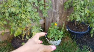 WALK THE GARDEN WITH ME|| HARVEST DAY|| KALE AND MUSHROOM LUNCH