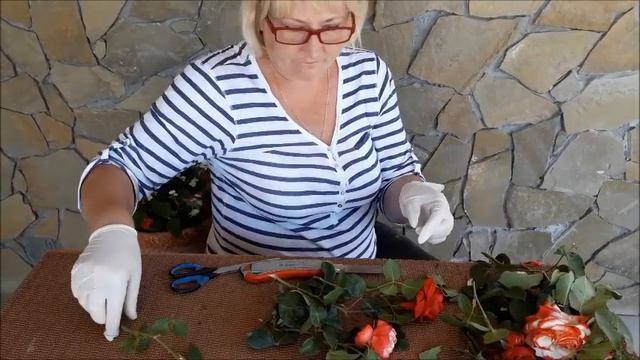 Как укоренить черенок розы