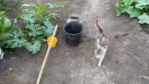 Малина Жёлтый Гигант//Малина Краса России//Крыжовник Донецкий зелёный