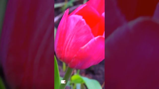 ? ТЮЛЬПАН РОЗОВОГО ЦВЕТА ❗ смотреть онлайн