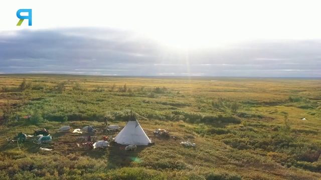Будни Шурышкарских оленеводов. Вакцинация и просчет | Северный колорит смотреть онлайн