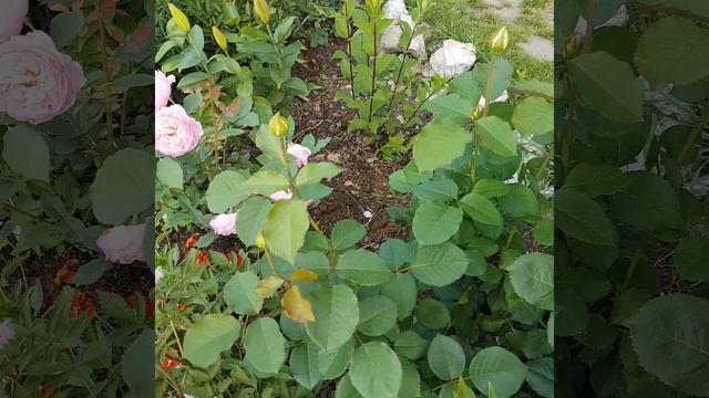 Красавица роза Ирина💮💮💮 смотреть онлайн