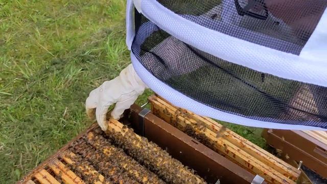 Ruche 1 13/08/2021 смотреть онлайн