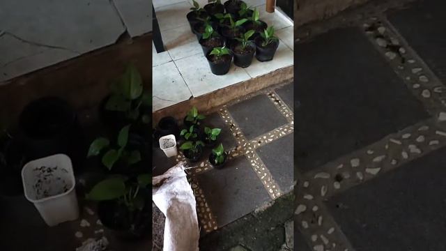 Pindah Pot tanaman anthurium black hockery umur 3 bulan смотреть онлайн