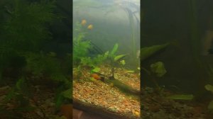 Донный фильтр 2 недели! Полет нормальный