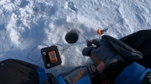 Поиск рыбы по эхолоту Практик 6 s.Сезон 2022-2023#fishing #окунь#практик#врейтинг