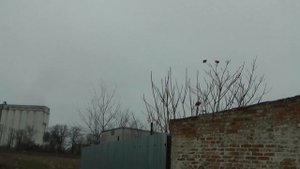 4.ч. Голуби - Выставка - Ярмарка ?Финал? Г. Сальск. Ростовская обл. 26.11.2022.г. ??️??