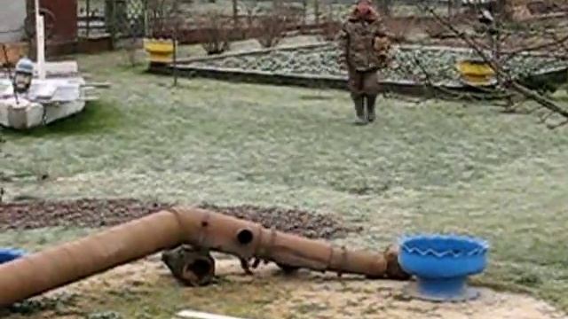 Натаска ягдтерьера смотреть онлайн