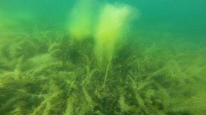 Посвящение в дайверы