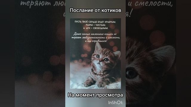 послание от котиков поможет в принятии решения