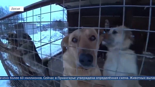 90 миллионов рублей выделено в Приангарье на отлов и содержание животных смотреть онлайн