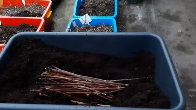 АМУРСКИЙ ВИНОГРАД.КИЛЬЧЕВАНИЕ-СЕКРЕТ ОТ КНЯЖЕНИКИ.1 ч. смотреть онлайн