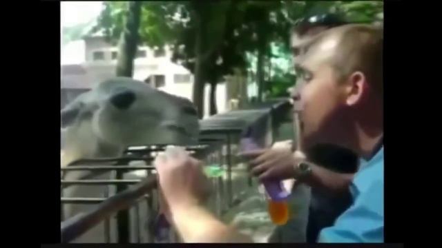 Верблюд плюнул в чувака смотреть онлайн