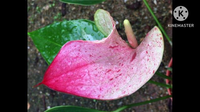 How to grow anthurium seeds Sri lanka. sibori flash.අලන්කාර ඇන්තුරියම් ඇට පැල смотреть онлайн
